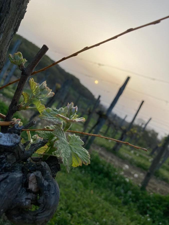 Domaine Labouroume Otel Salies-de-Béarn Dış mekan fotoğraf